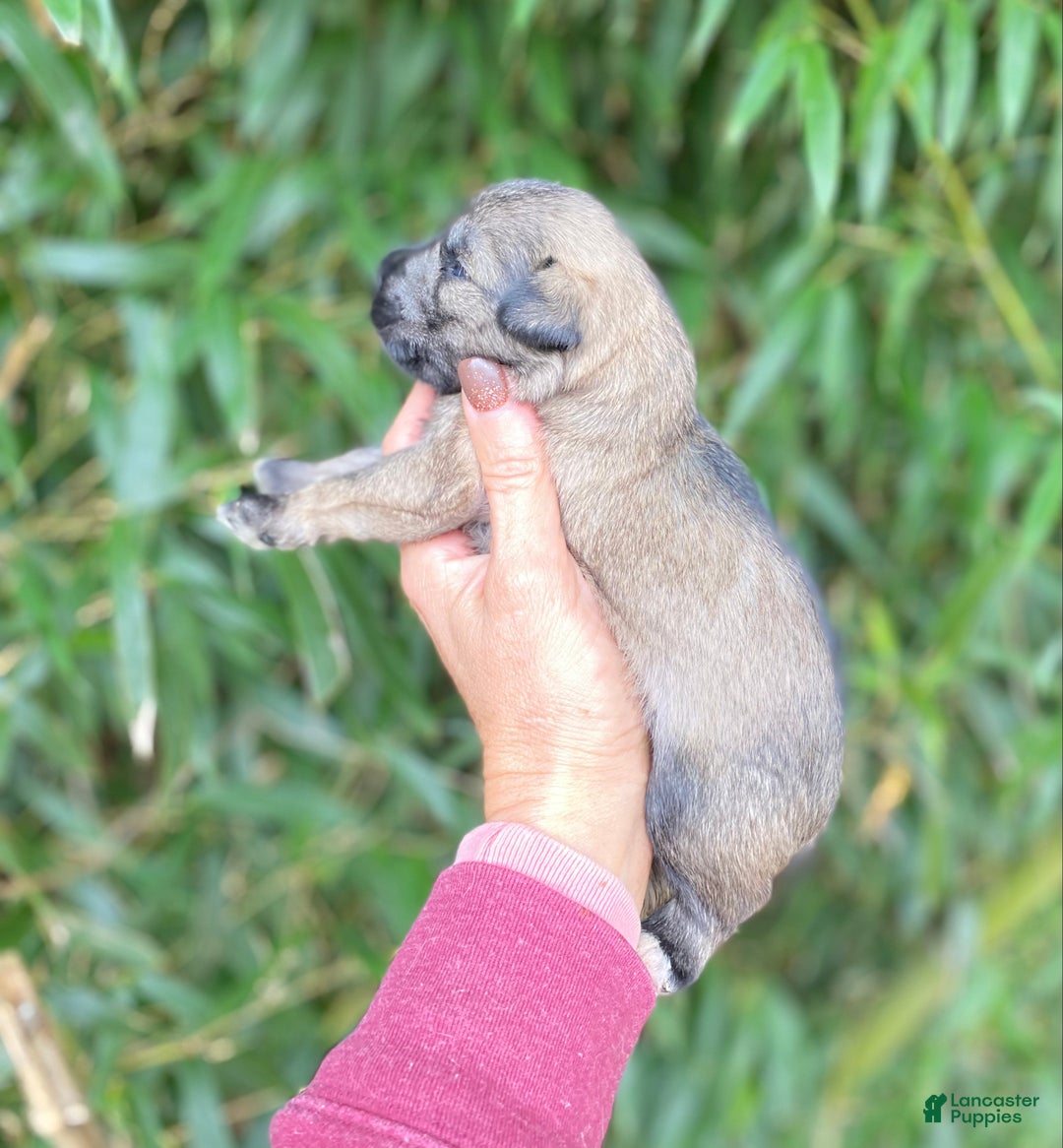 Miniature Schnauzer dogs for sale: Miniature Schnauzer Puppy 1 - Ad 2