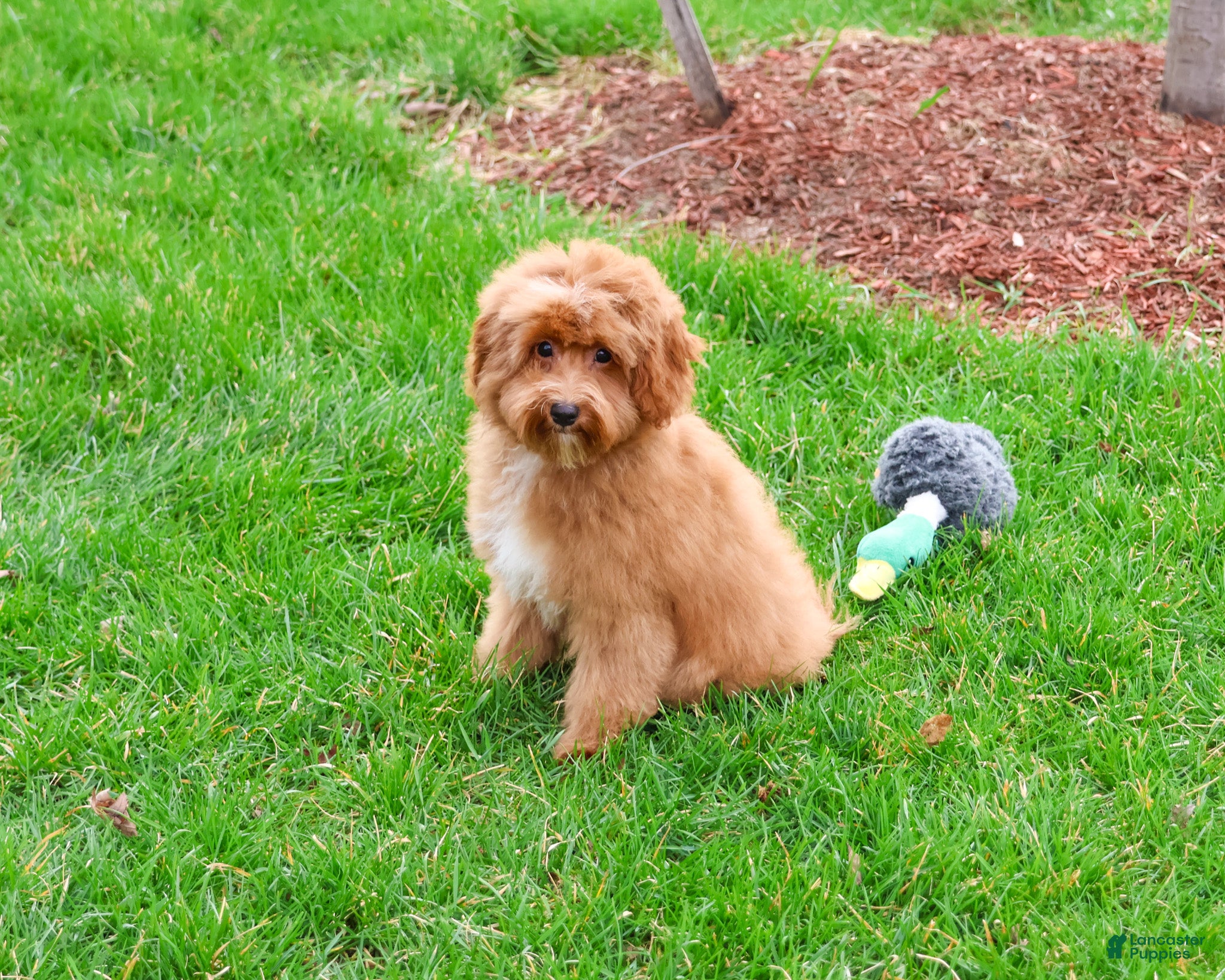 Cavapoo dogs Charles  - Ad 2