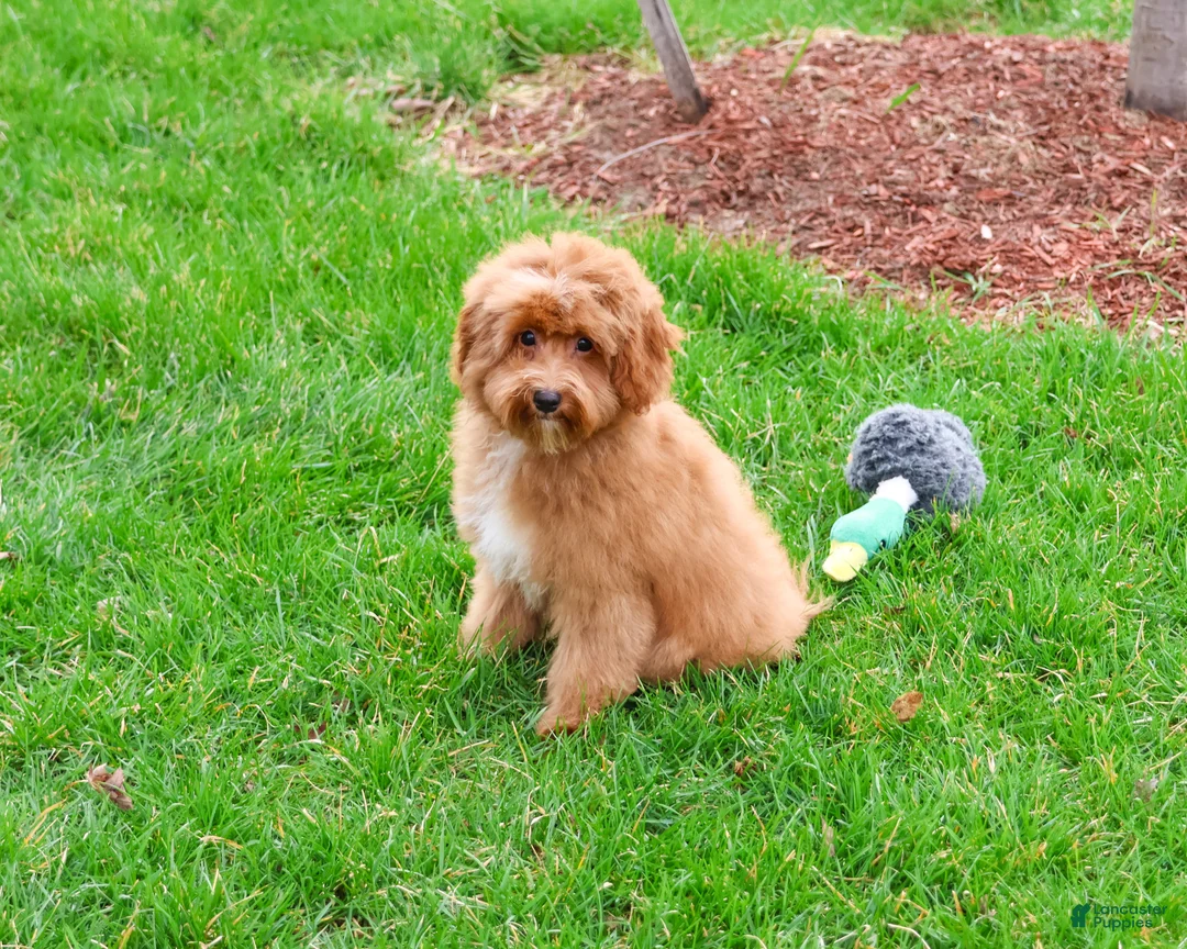 Cavapoo dogs for sale: Charles  - Ad 2