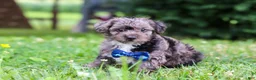 Yorkiepoo dogs for sale: Winston - Ad 4