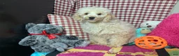 Toy Poodle dogs for sale: speller - Ad 7