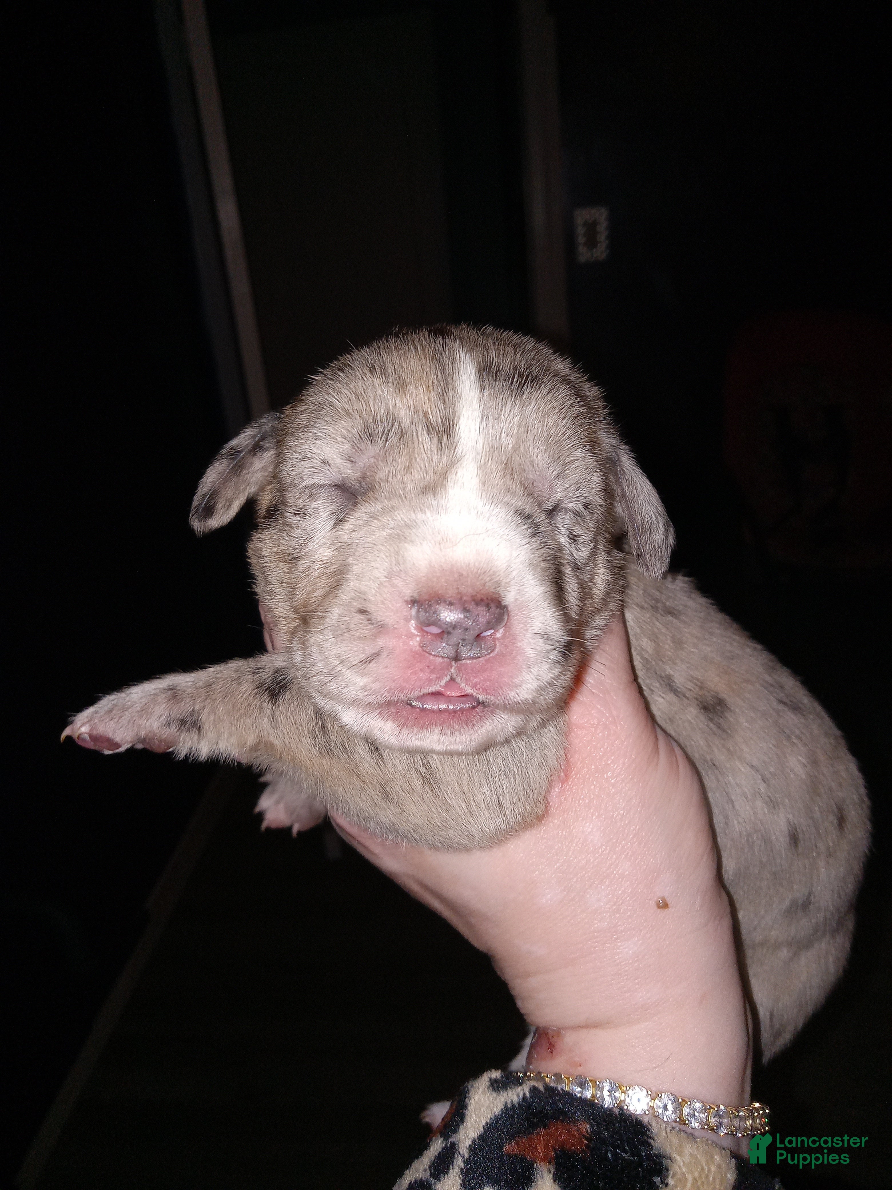 Daniff dogs BIG BABY-Daniff Puppy 7 - Ad 6