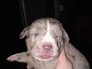 Daniff dogs BIG BABY-Daniff Puppy 7 - Ad 2