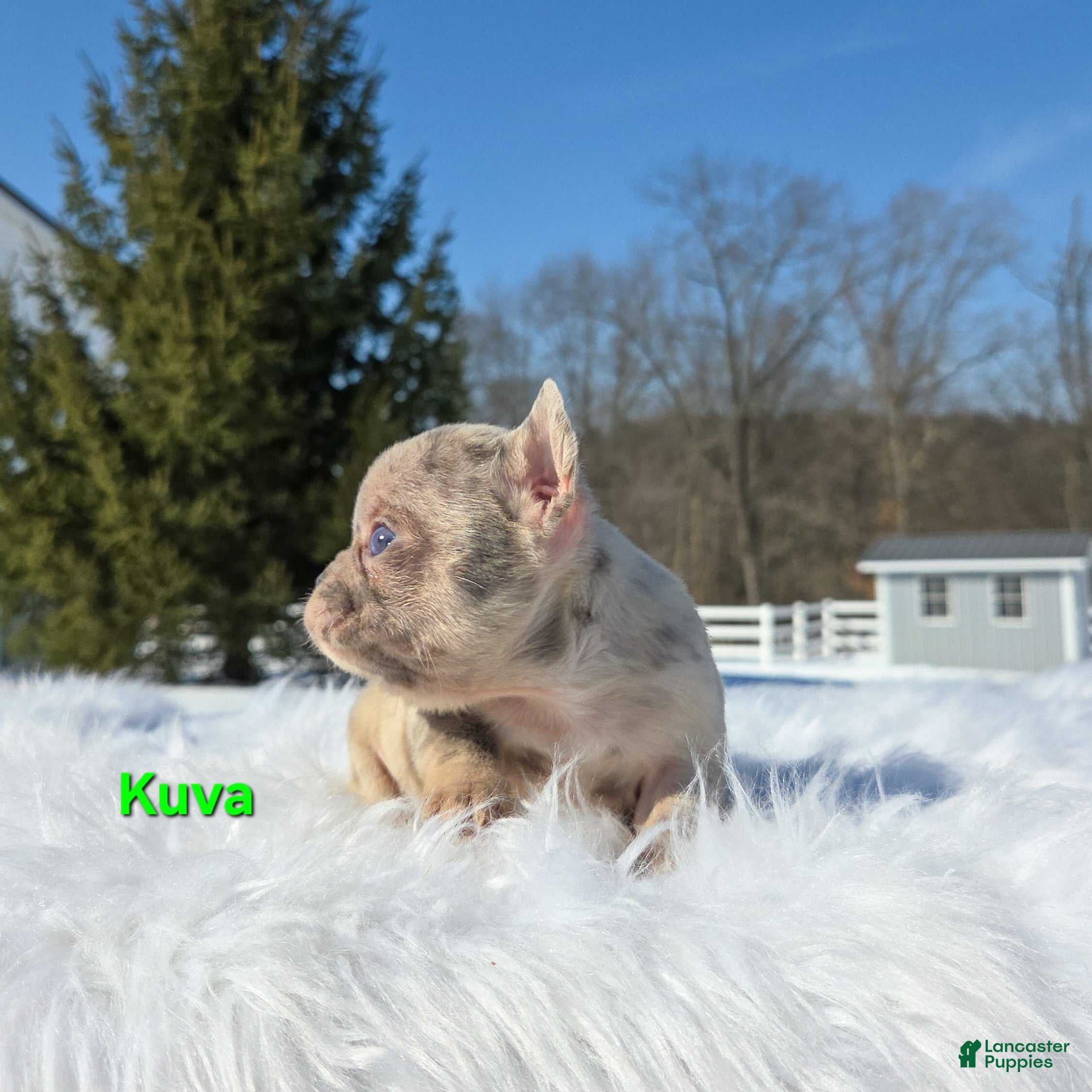 Mixed Breed dogs Kuva - Ad 2