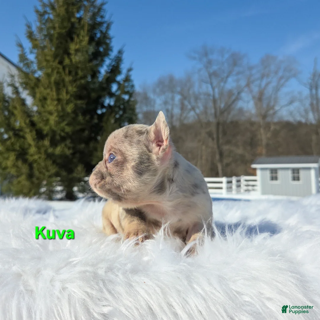 Mixed Breed dogs for sale: Kuva - Ad 2