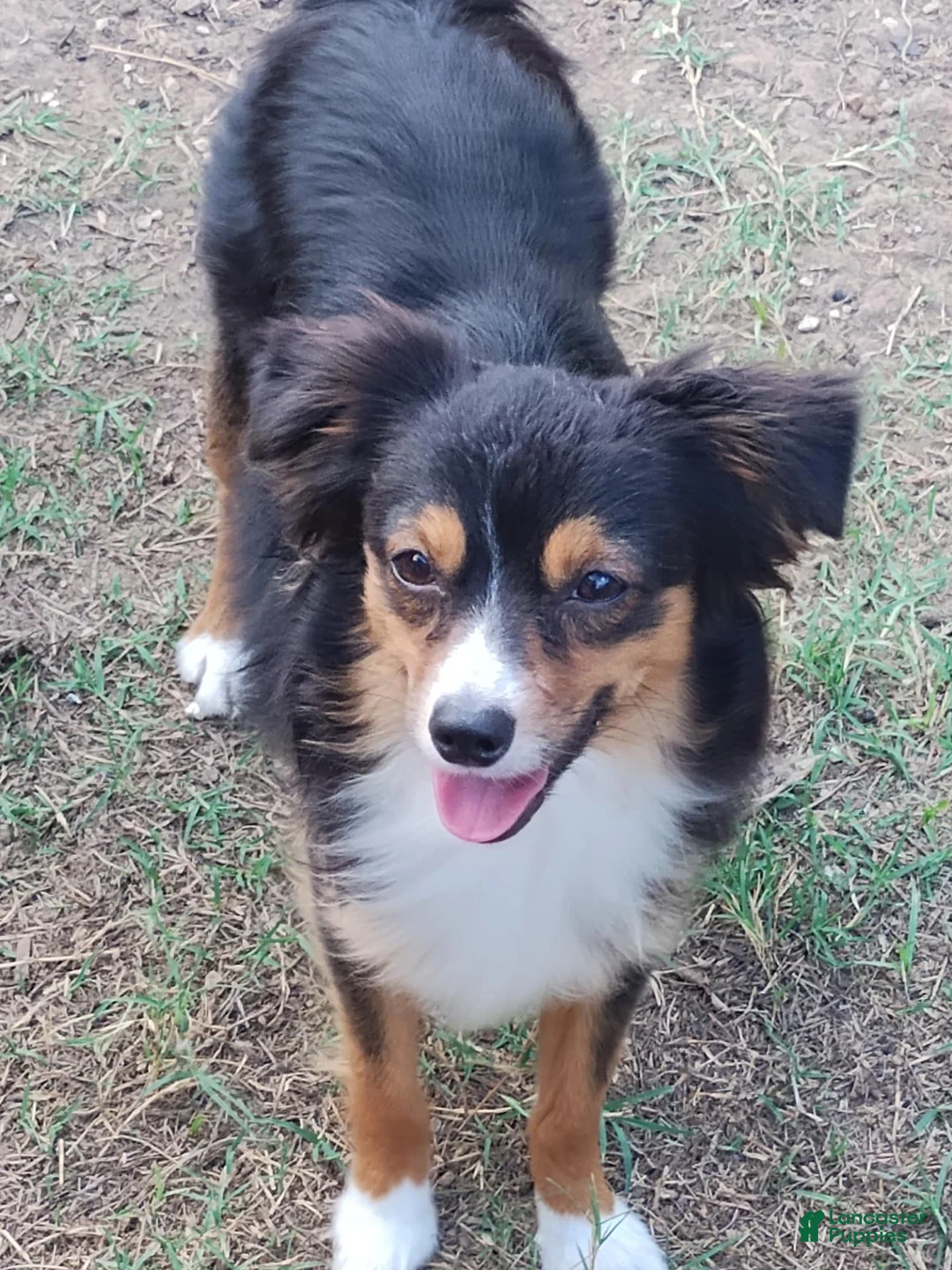 Mixed Breed dogs for sale: Nathan - Ad 5