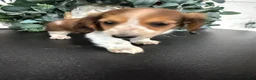 Miniature Dachshund dogs for sale: Dixie - Ad 15