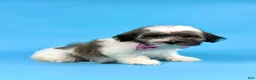 Havanese dogs for sale: EVIE - Ad 3