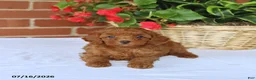 Toy Poodle dogs for sale: Teddy - Ad 3