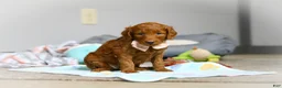 Goldendoodle dogs for sale: Lulu F1b - Ad 1