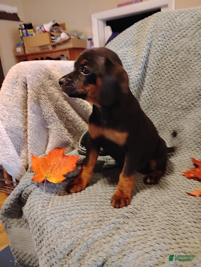 Mixed Breed dogs for sale: Betsy - Ad 5