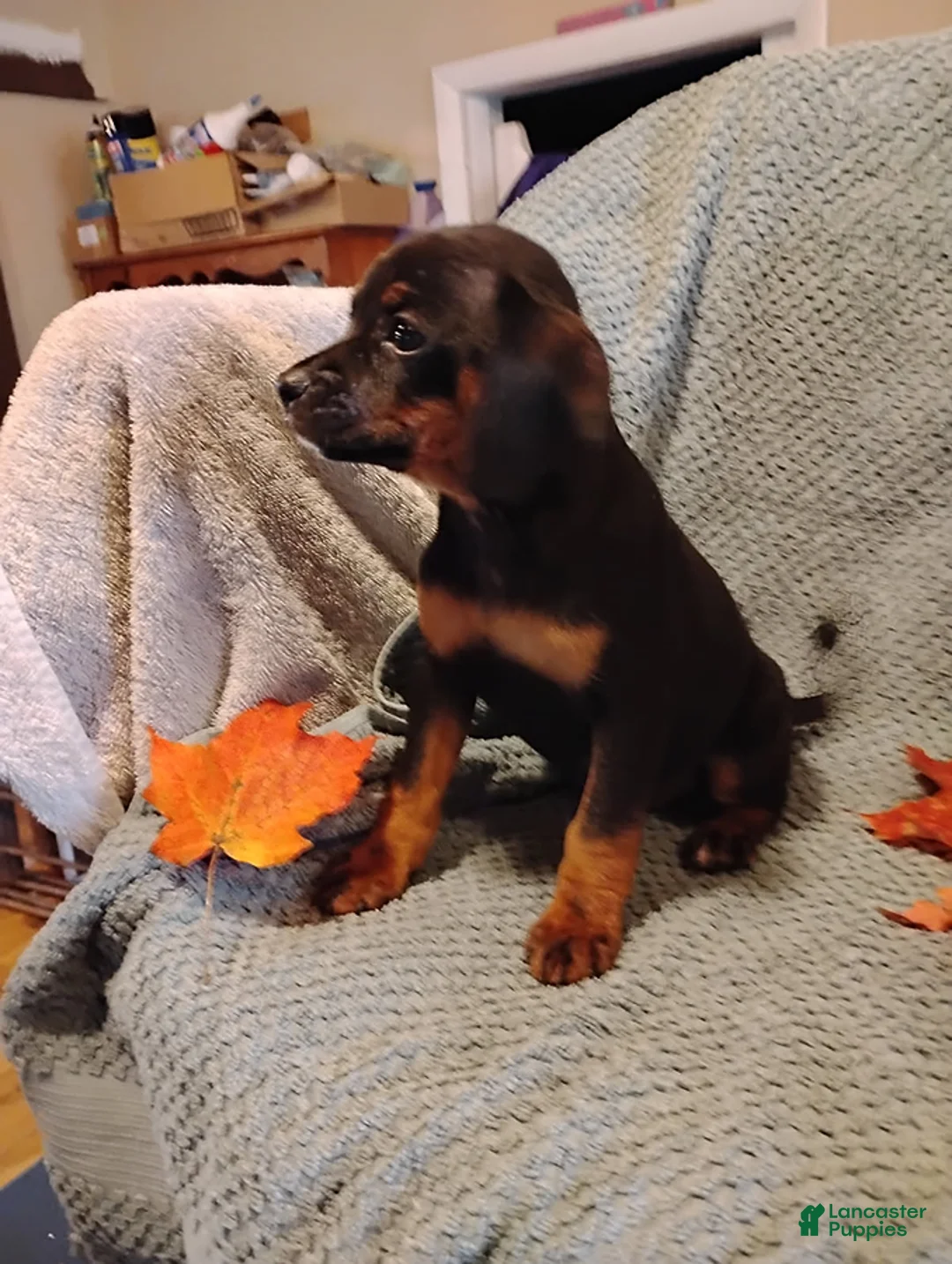 Mixed Breed dogs for sale: Betsy - Ad 1