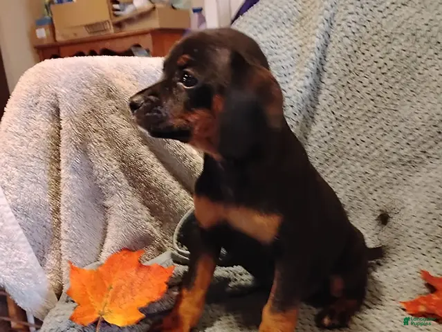 Mixed Breed dogs for sale: Betsy - Ad 5