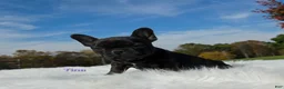 Mixed Breed dogs for sale: Tina - Ad 6