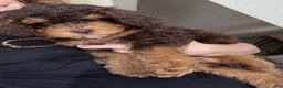 Mixed Breed dogs for sale: Rascal - Ad 13