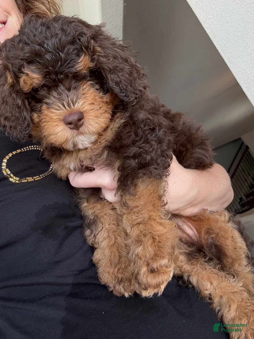 Mixed Breed dogs for sale: Rascal - Ad 13