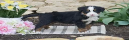 Bernese Mountain Dog dogs for sale: Syrus - Ad 2