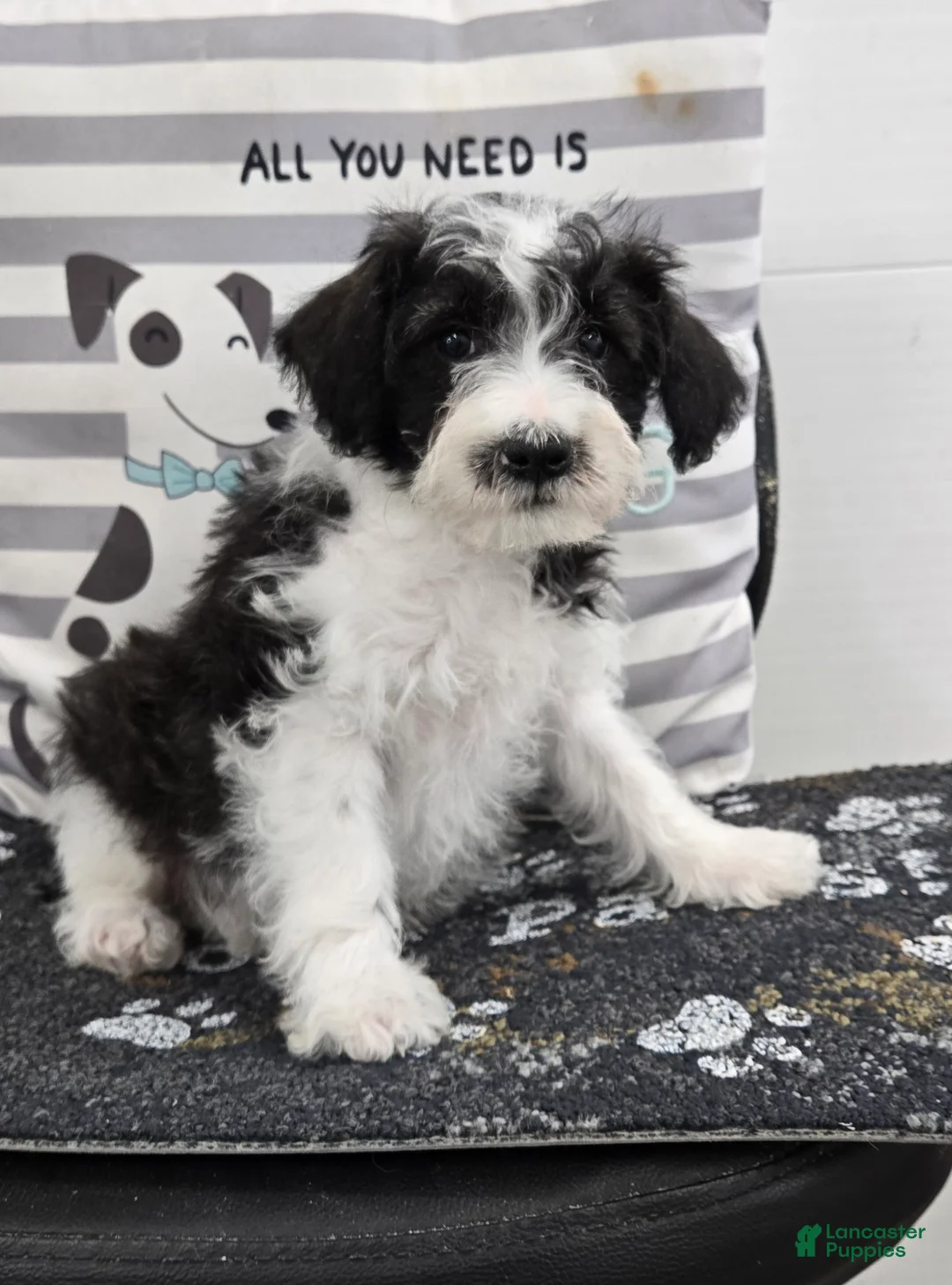 Schnoodle dogs for sale: Dusty - Ad 4
