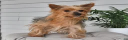 Yorkshire Terrier dogs for sale: Belle   - Ad 6