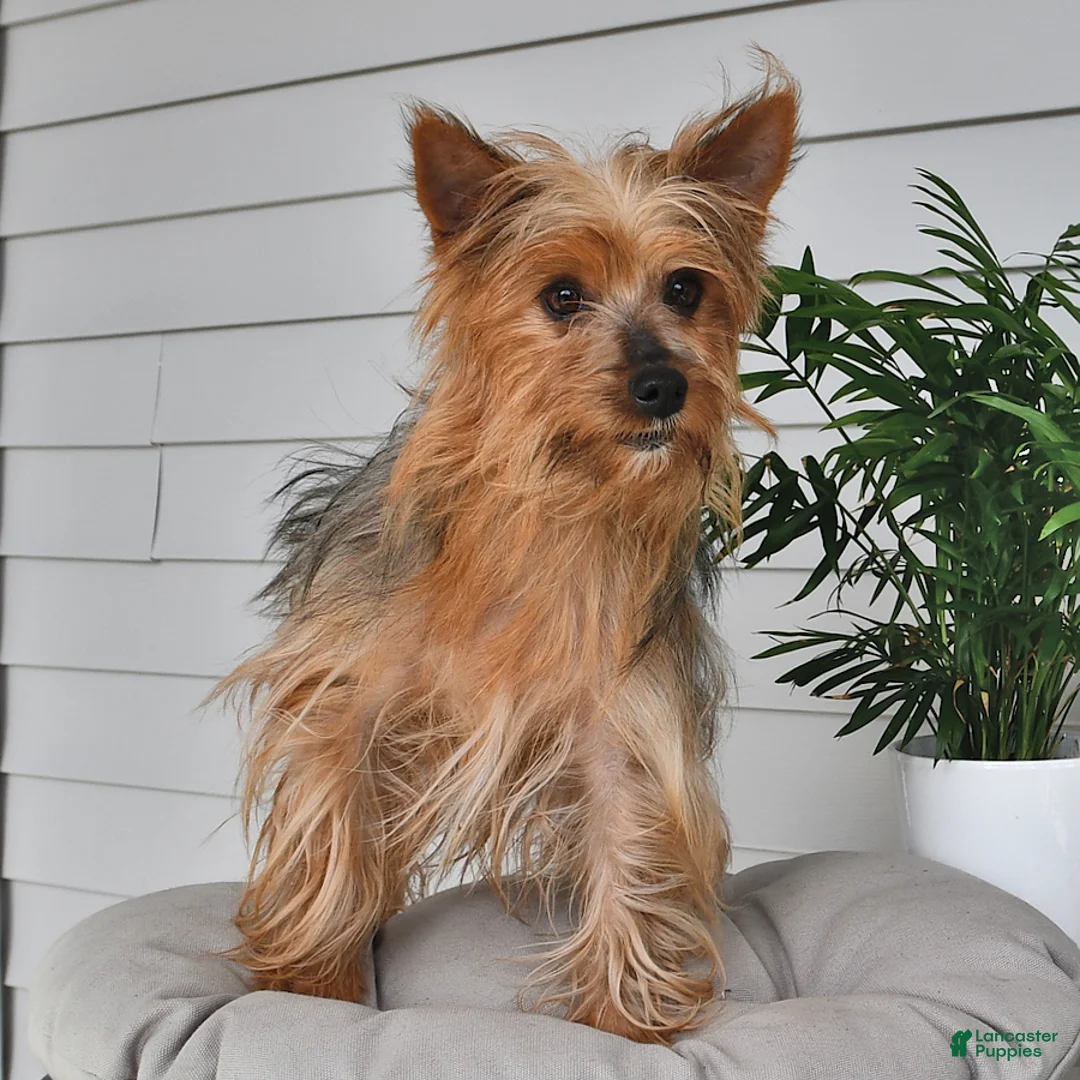 Yorkshire Terrier dogs for sale: Belle   - Ad 6