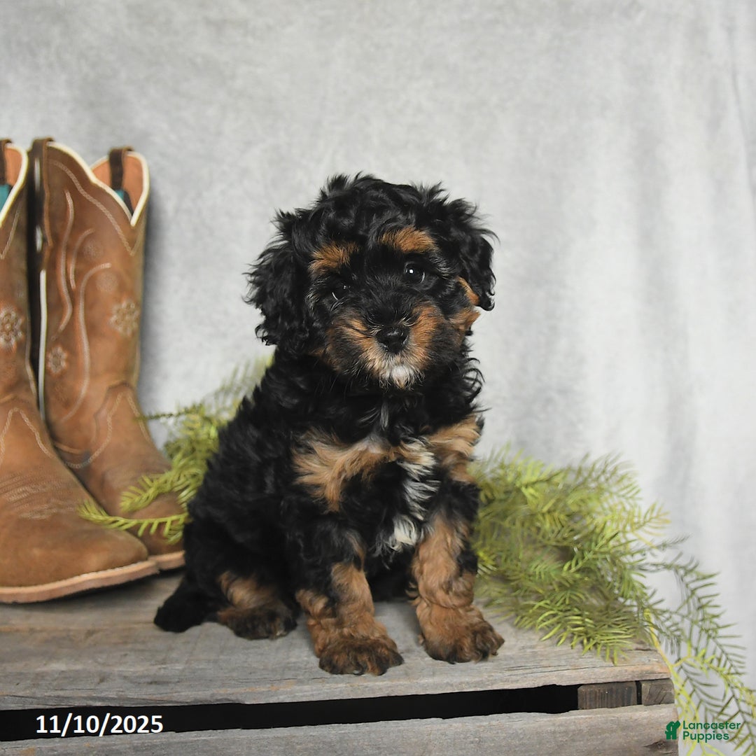 Cavachon dogs for sale: Winter - Ad 3