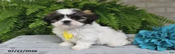 Shih Tzu dogs for sale: Hudson - Ad 3