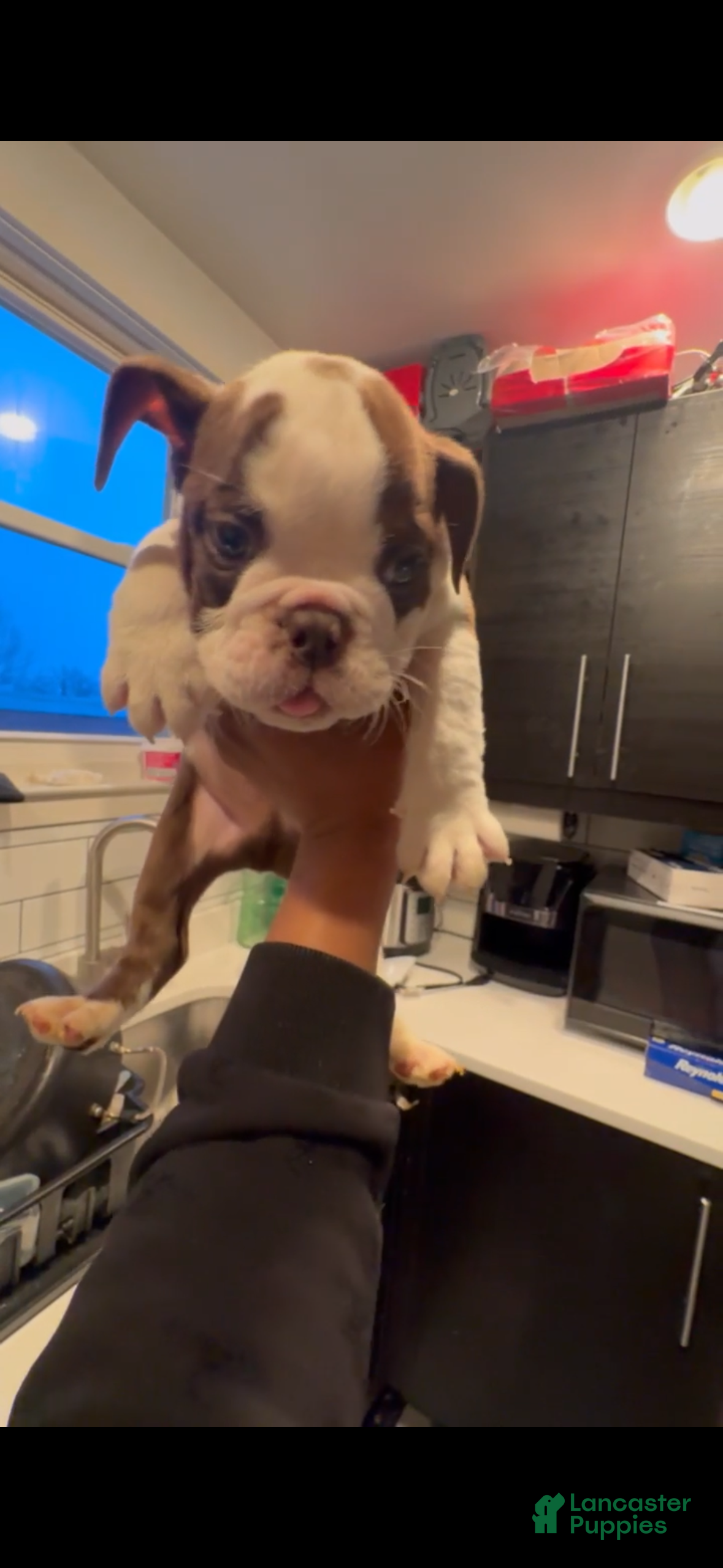 English Bulldog dogs Brownie - Ad 11