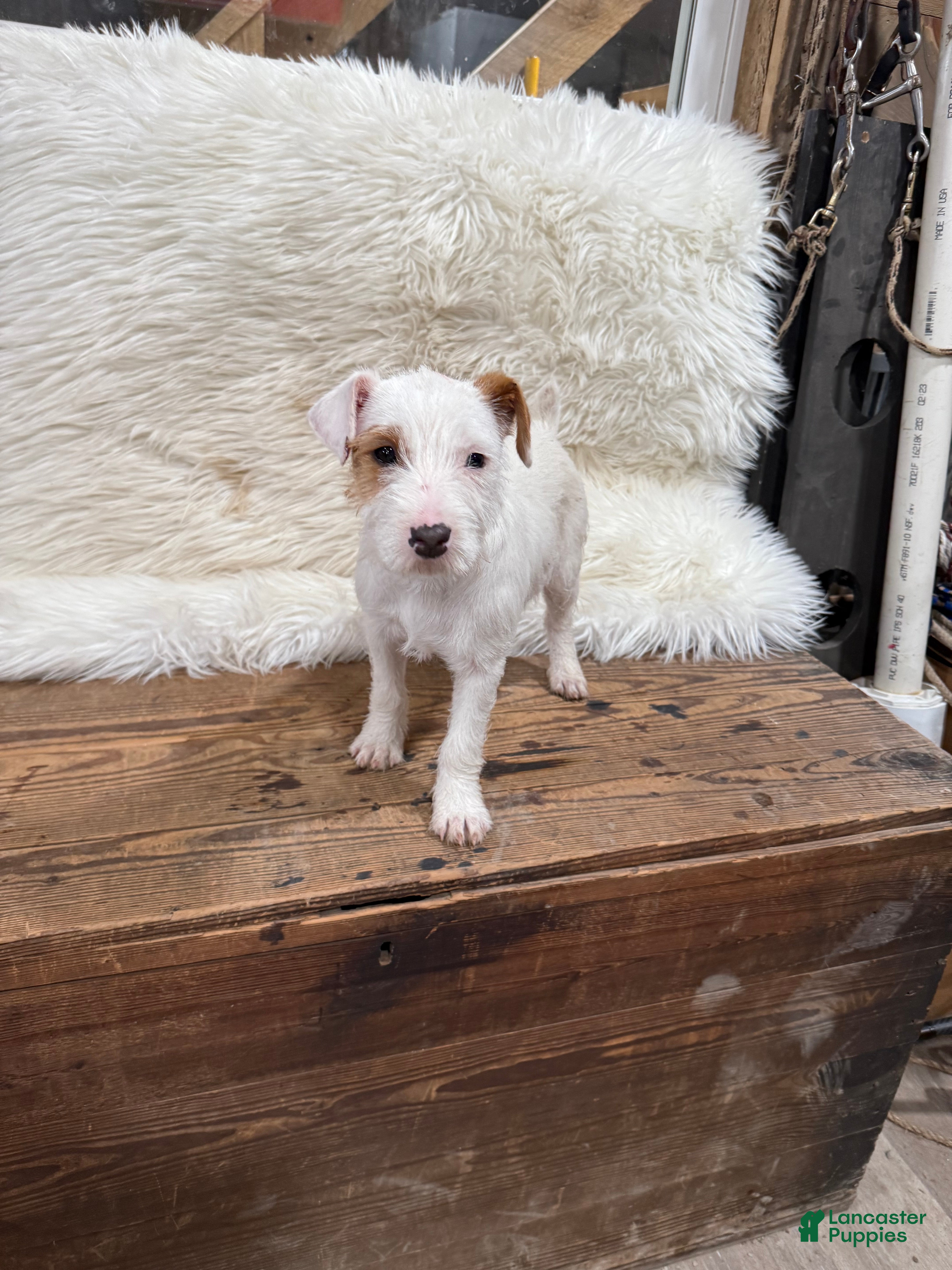 Jack Russell Terrier dogs Jrtca Cinderella  - Ad 1