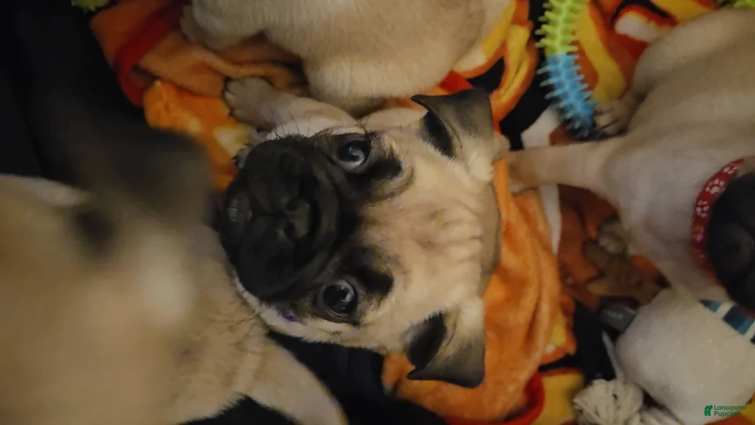 Pug dogs for sale: Purple - Ad 3