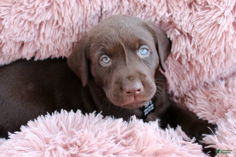 Labrador Retriever dogs Pink Collar - Ad 6