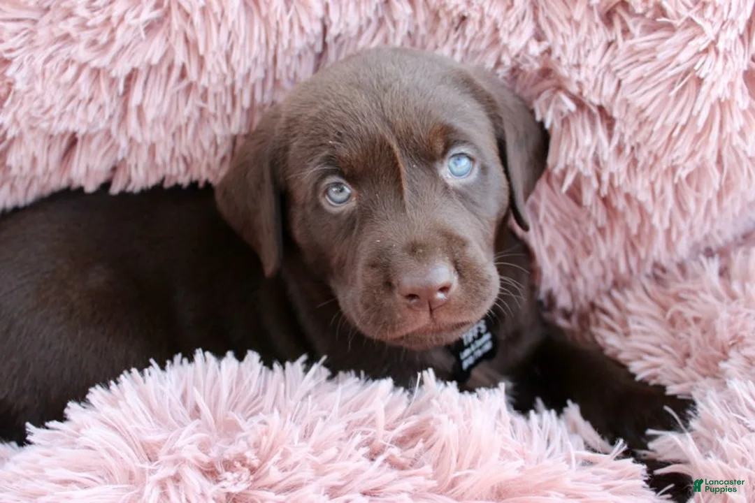 Labrador Retriever dogs for sale: Black Collar - Ad 13