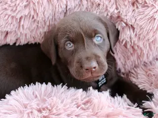 Labrador Retriever dogs Pink Collar - Ad 6