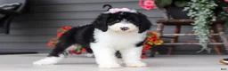 Sheepadoodle dogs for sale: Lila - Ad 4