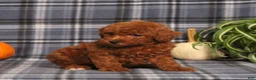 Miniature Poodle dogs for sale: Hope - Ad 4