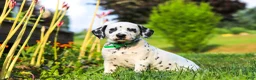 Dalmatian dogs for sale: Tami - Ad 9