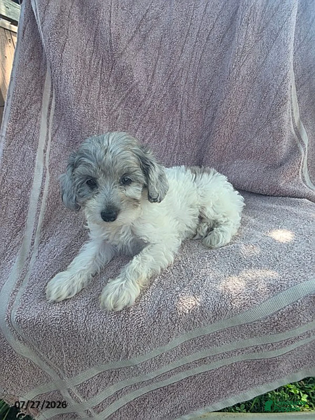 Toy Poodle dogs for sale: Poppy - Ad 6