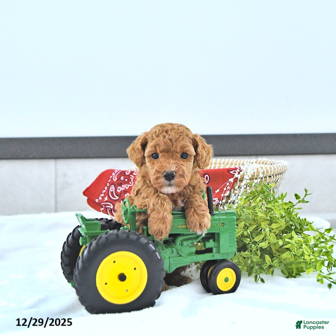 Toy Poodle dogs for sale: Tyler  - Ad 1