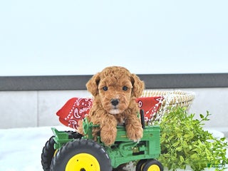 Toy Poodle dogs Tyler - Ad 23