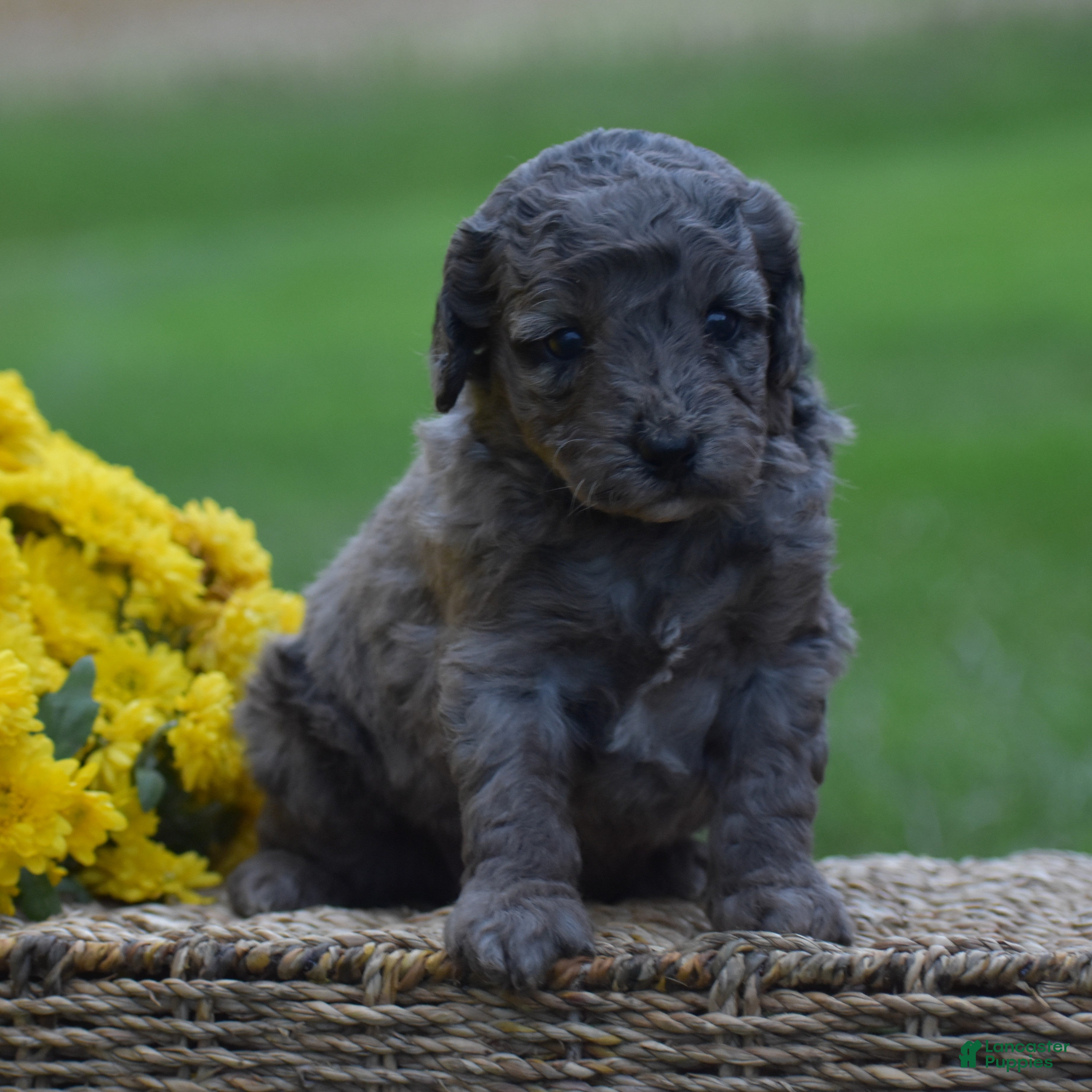 Mini Goldendoodle dogs Honey - Ad 2