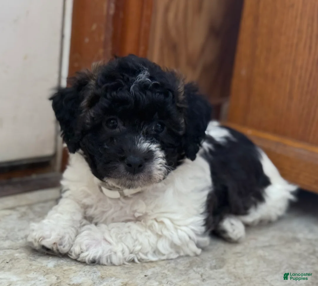 Bichpoo dogs for sale: Bandit - Ad 13