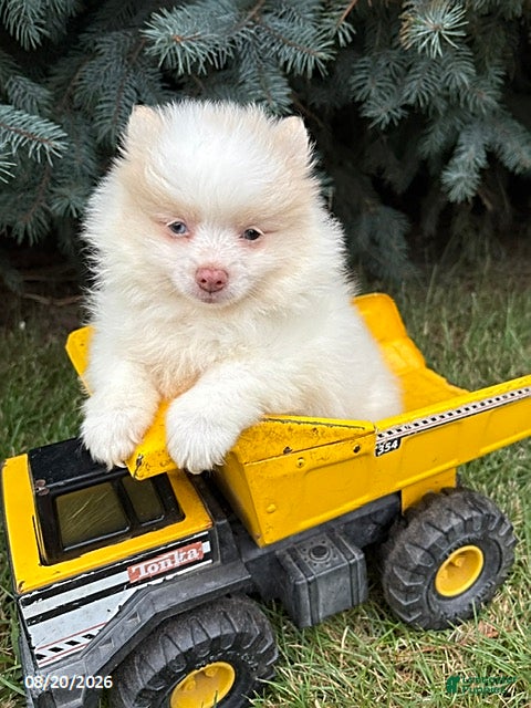 Pomeranian dogs Finn - Ad 2