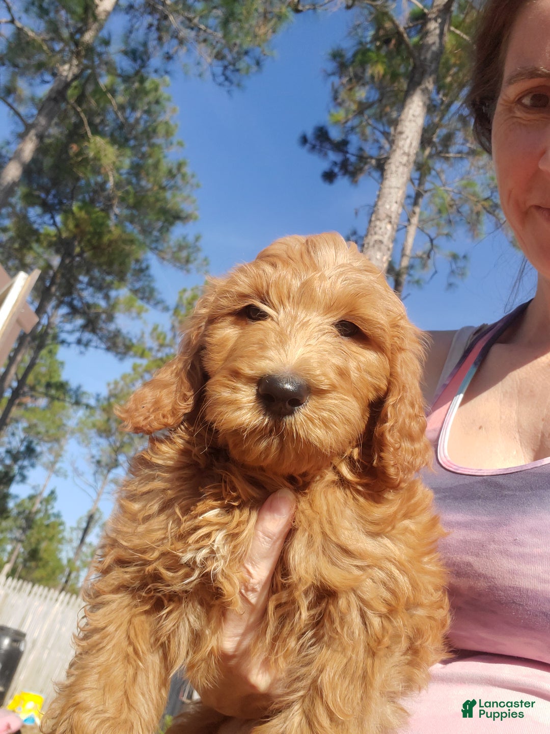 Goldendoodle dogs for sale: Finn - Ad 1