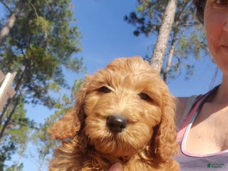 Goldendoodle dogs Finn - Ad 6