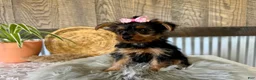 Yorkshire Terrier dogs for sale: Sharla - Ad 6