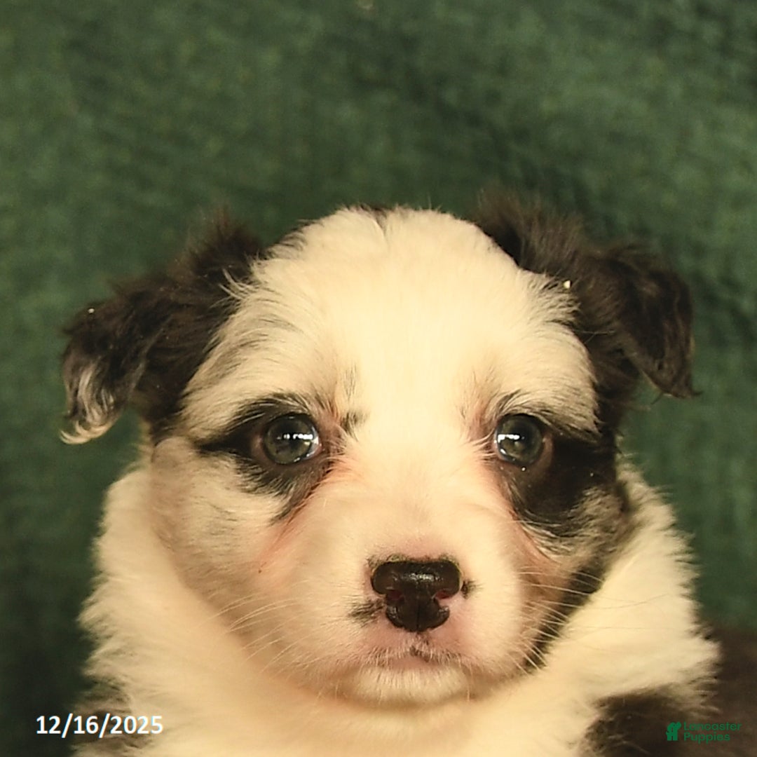 Australian Shepherd dogs for sale: Carli  - Ad 5