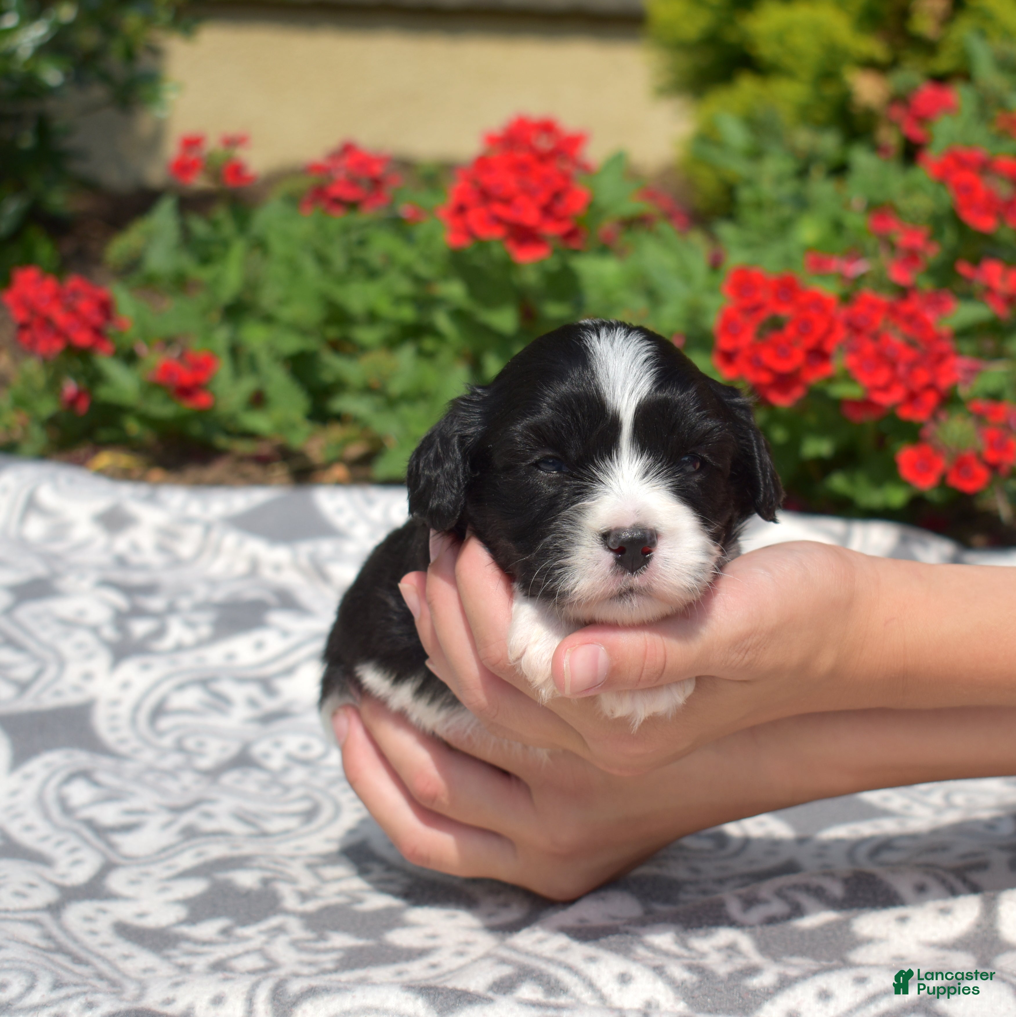 Cavachon dogs Freedom - Ad 1