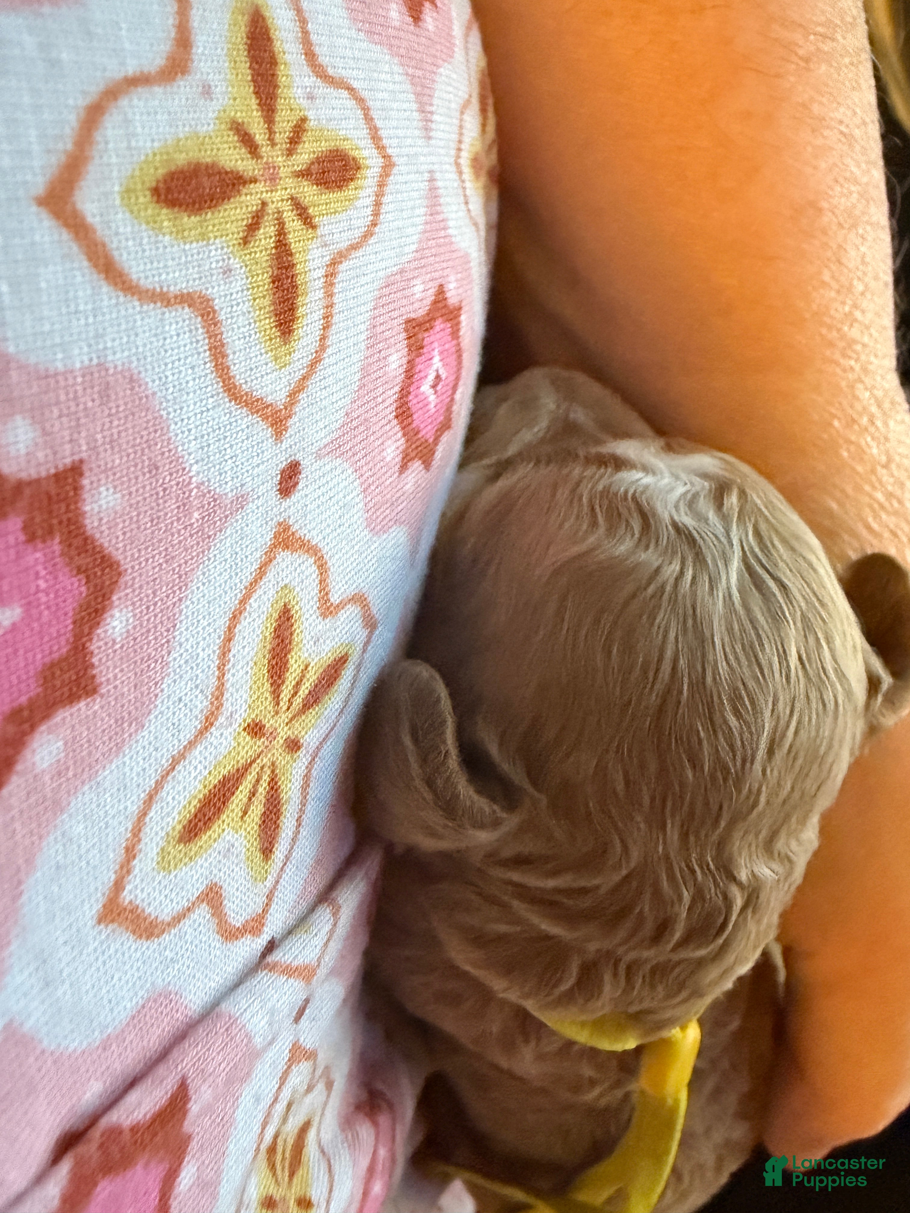 Miniature Poodle dogs AKC Miniature Poodle Puppy Yellow - Ad 9