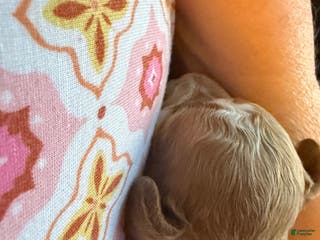 Miniature Poodle dogs AKC Miniature Poodle Puppy Yellow - Ad 9