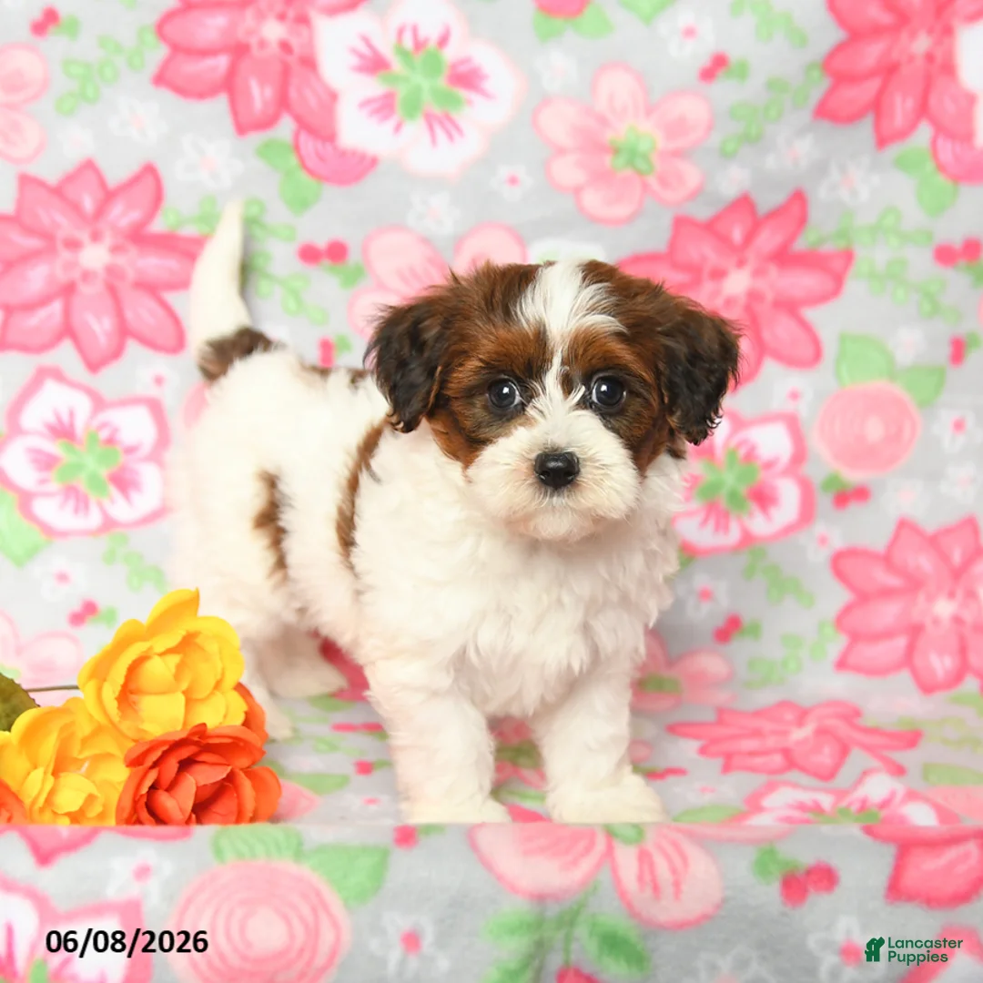 Havapoo dogs for sale: Lucky - Ad 1