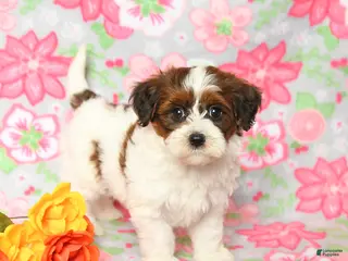 Havapoo dogs for sale: Lucky - Ad 2